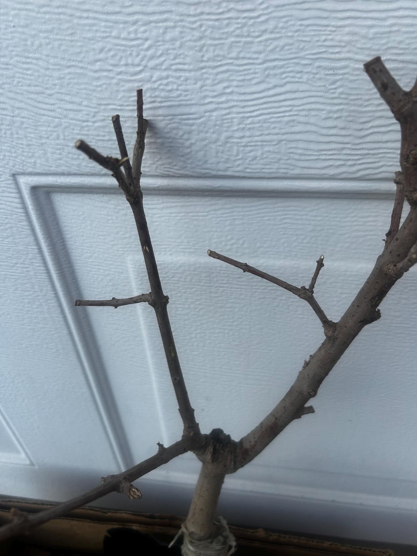 Yulinglong Wintersweet - 玉玲珑腊梅 - Potted Plant (1ft9in) with Bag, Single-Branch Grafted, Shipped with Care (Bare, blooming over).