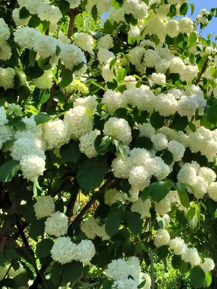 Chinese Snowball Viburnum Sapling /中华木绣球树苗– Approximately 2 Feet Tall, 1.5 cm Stem Diameter, Own Root, Ships with Growing Bag