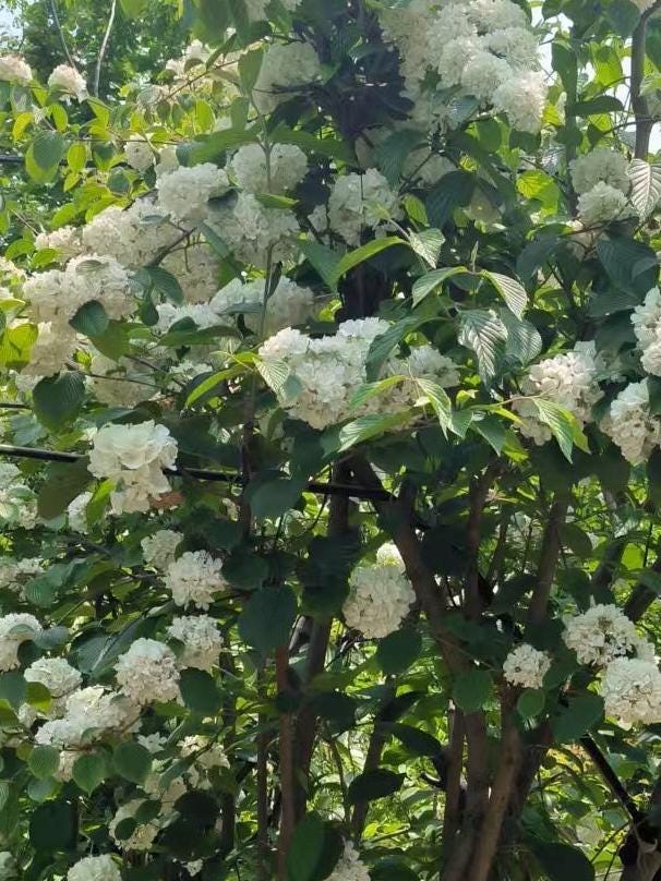 Chinese Snowball Viburnum Sapling /中华木绣球树苗– Approximately 2 Feet Tall, 1.5 cm Stem Diameter, Own Root, Ships with Growing Bag