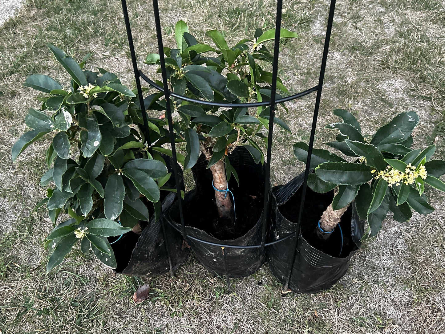 Fu Ding Zhu (佛顶株) - Fragrant Osmanthus - Trunk Diameter 3-4cm, Height Nearly 2ft - Shipped with Growing Bag
