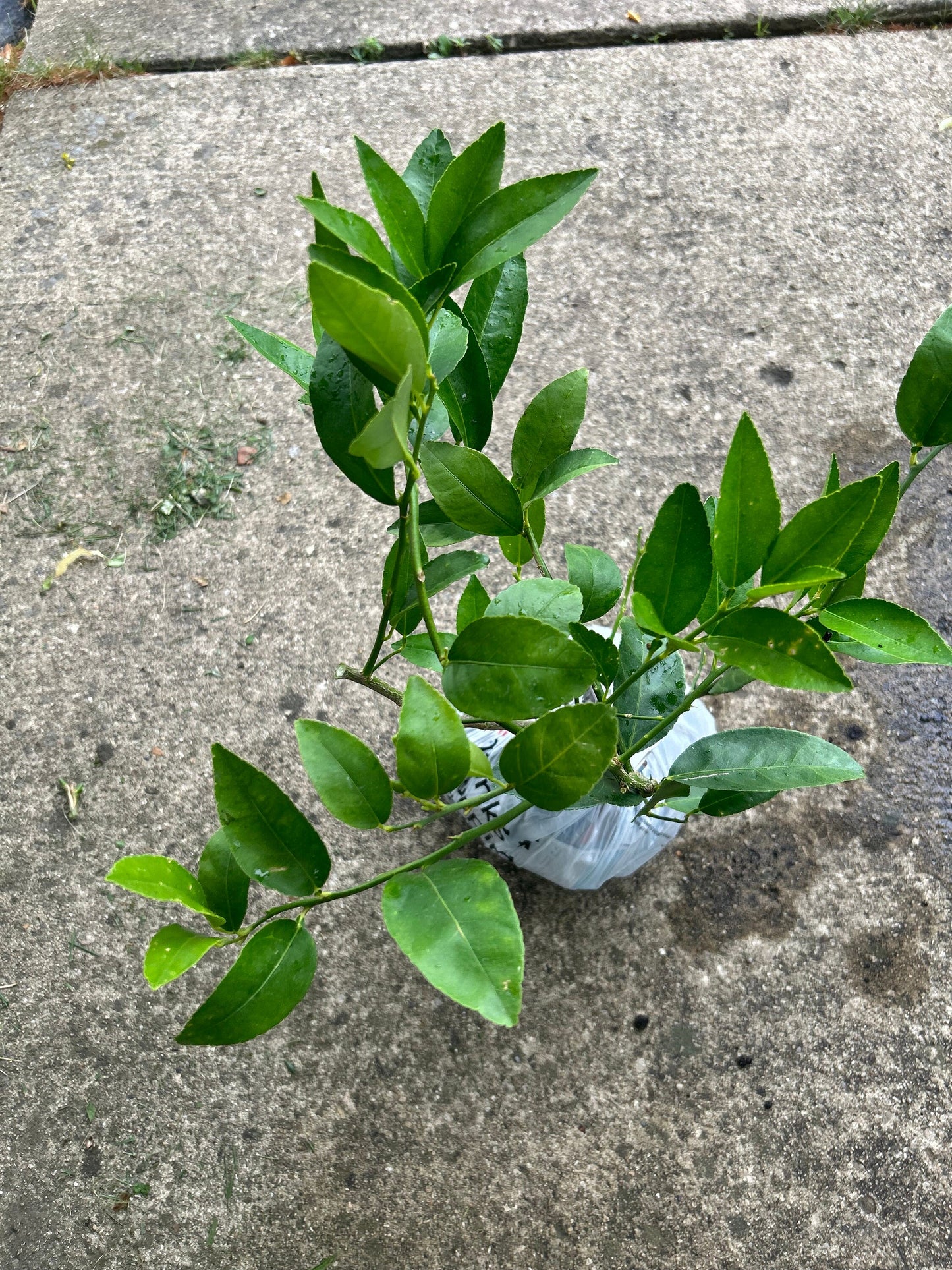 Improved Meyer Lemon (Citrus x meyeri),2Gal,living plant