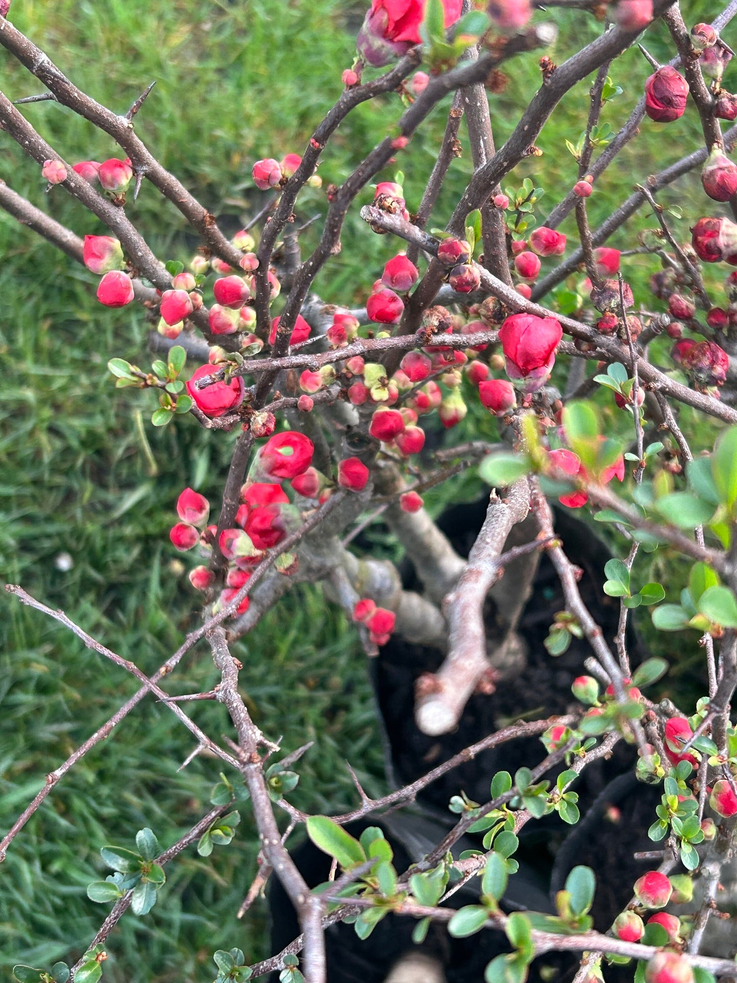 Longevity Crown Flowering Quince|长寿冠海棠 - Thick Stem 2.5 to 3 Inch - About 2ft Tall - Live Plant with Growing Bag - Bonsai Friendly