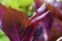 All Red Amaranth Seeds-全红苋菜/满身红苋菜-1000 Seeds per Pack