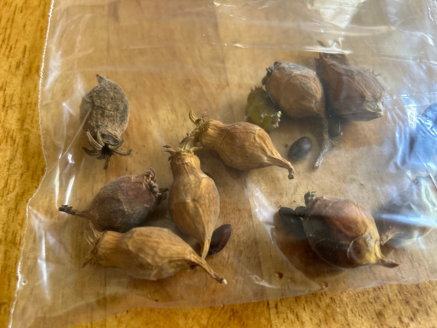 Freshly Harvested Winter Sweet (腊梅花) Seeds - 7/7/2024 | Ideal for Indoor Seedlings in Cold Weather | Free Shipping | 5 Seeds per Order
