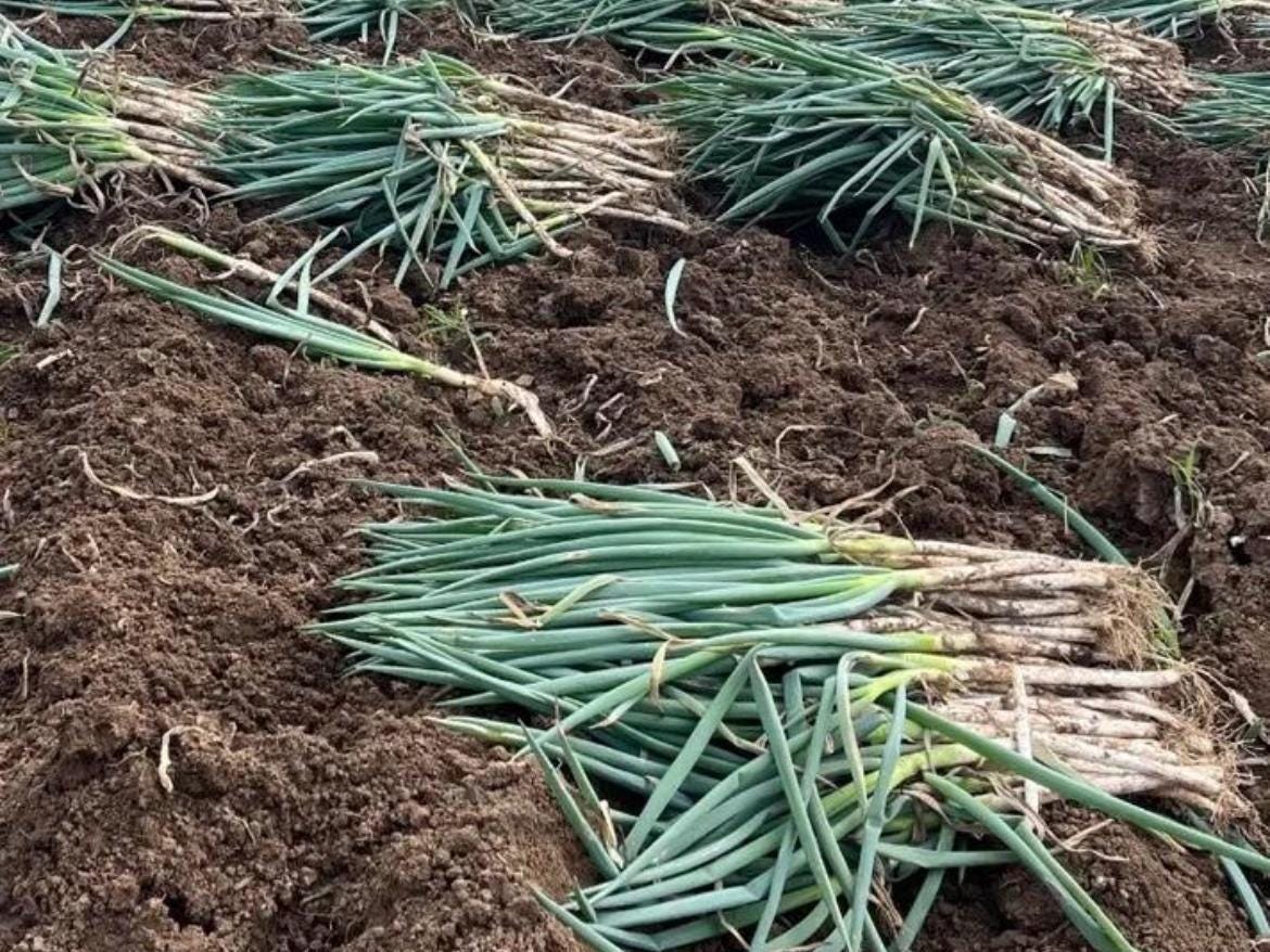 Improved Zhangqiu Tiegan Giant Scallion Seeds / 改良章丘铁杆巨葱种子 – Hundreds of Seeds per Pack, High Yield, Fast Growing, Cold Resistant