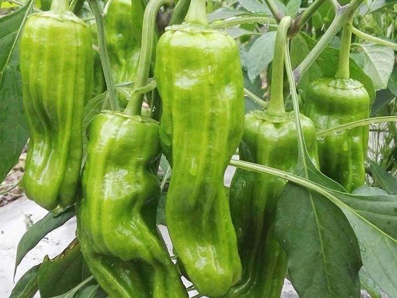 Thin-Skinned Pepper King Seeds / 薄皮椒王种子 – 20 Seeds per Pack | Mildly Spicy, High-Yielding & Early-Maturing