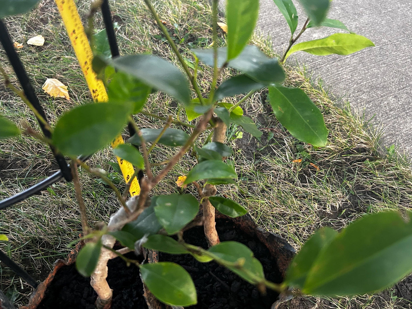 Banana Shrub, Michelia figo, Port Wine Magnolia/含笑 - Approx. 1ft 11in Tall, Shipped in Grow Bag