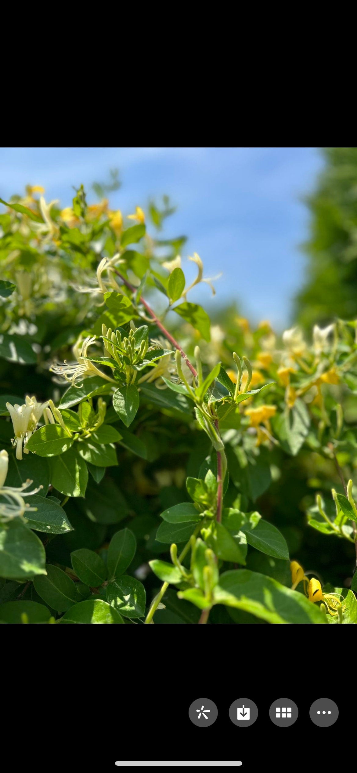 Japanese Honeysuckle,正宗食用金银花,living plant