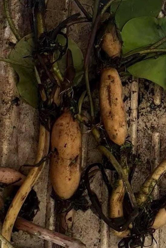 Fresh honghu Lotus Root for Home Gardening - Organic & Edible