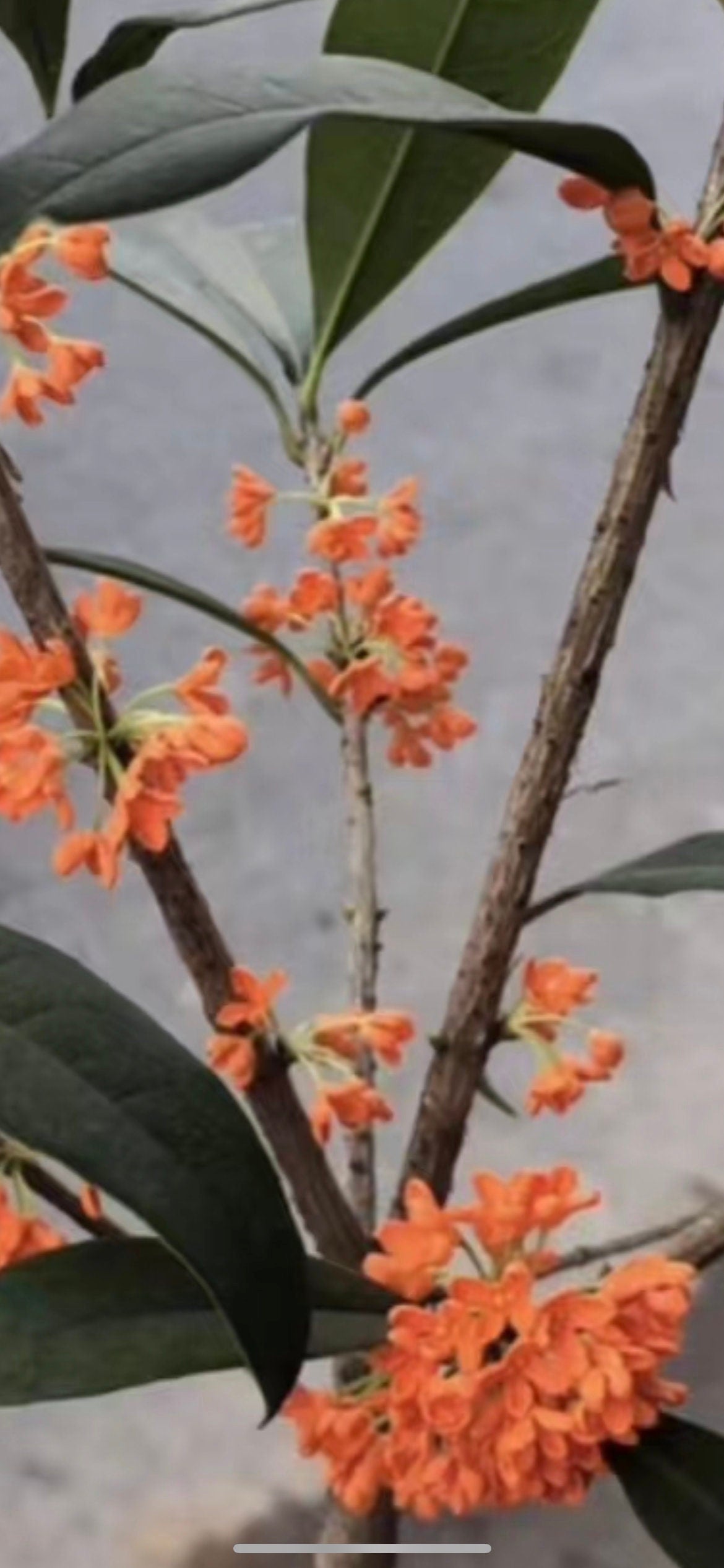 Living Plant: Self-rooted Zhuangyuanhong Osmanthus /状元红桂花-in 2-Gallon Size