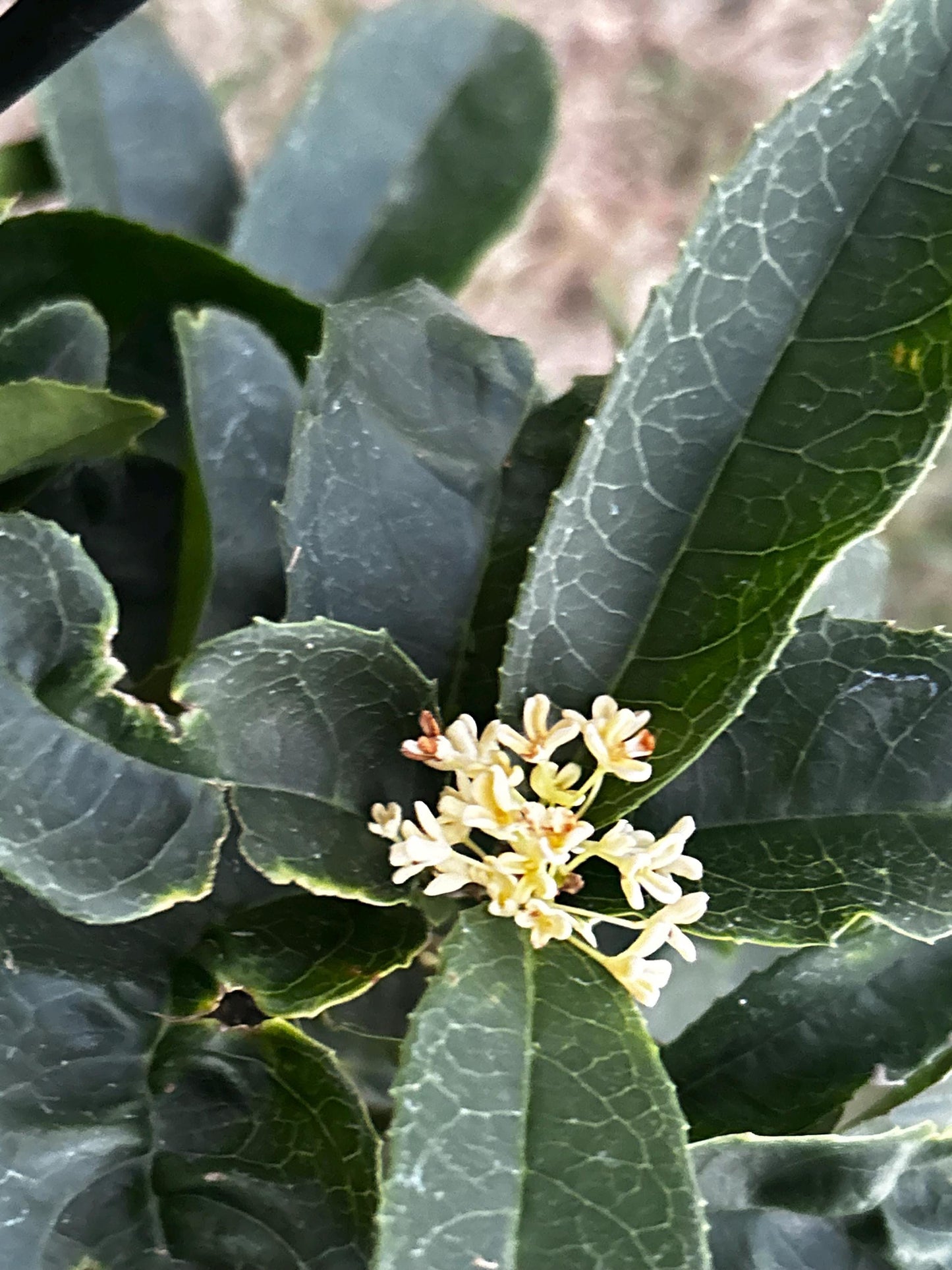 Fu Ding Zhu (佛顶株) - Fragrant Osmanthus - Trunk Diameter 3-4cm, Height Nearly 2ft - Shipped with Growing Bag