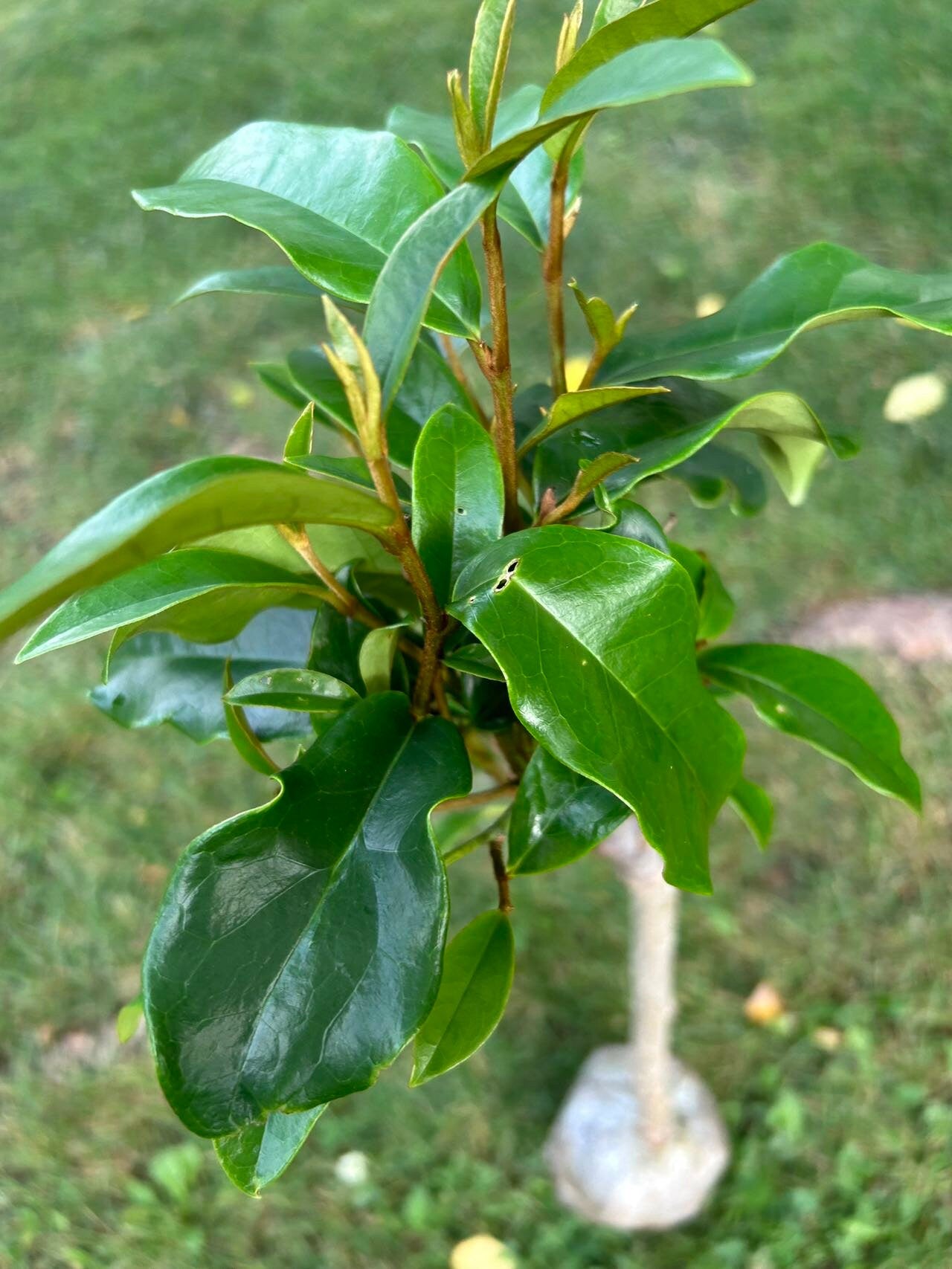 7 Gallon Purple (Michelia crassipes Law) 紫花含笑 - Living Plant - Growing in Bag for Years - Blooms as Shown - Nearly 3 ft Tall, Large Plant