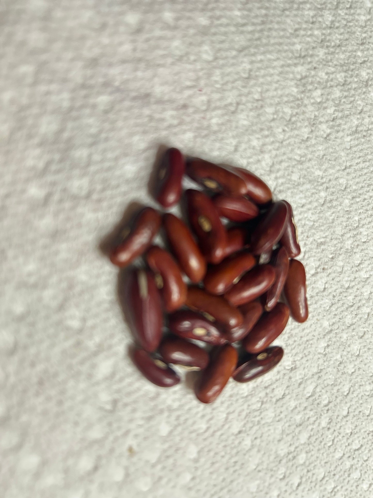 Thai Stringless Bean Seeds -泰国无筋豆- Hassle-Free Growing, Superior Quality, 20 Seeds per Pack