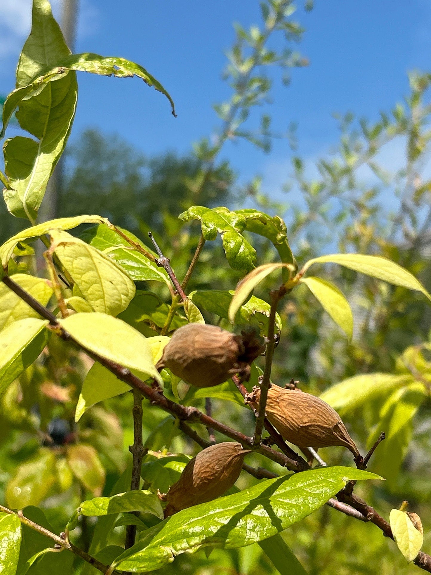 Freshly Harvested Winter Sweet (腊梅花) Seeds - 7/7/2024 | Ideal for Indoor Seedlings in Cold Weather | Free Shipping | 5 Seeds per Order
