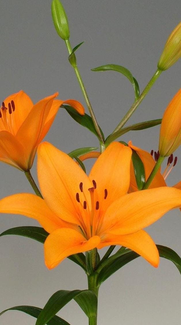 Lilium ‘Puma’ Bulb| 彪马百合种球– Vibrant Orange LA Hybrid Lily for Stunning Summer Blooms