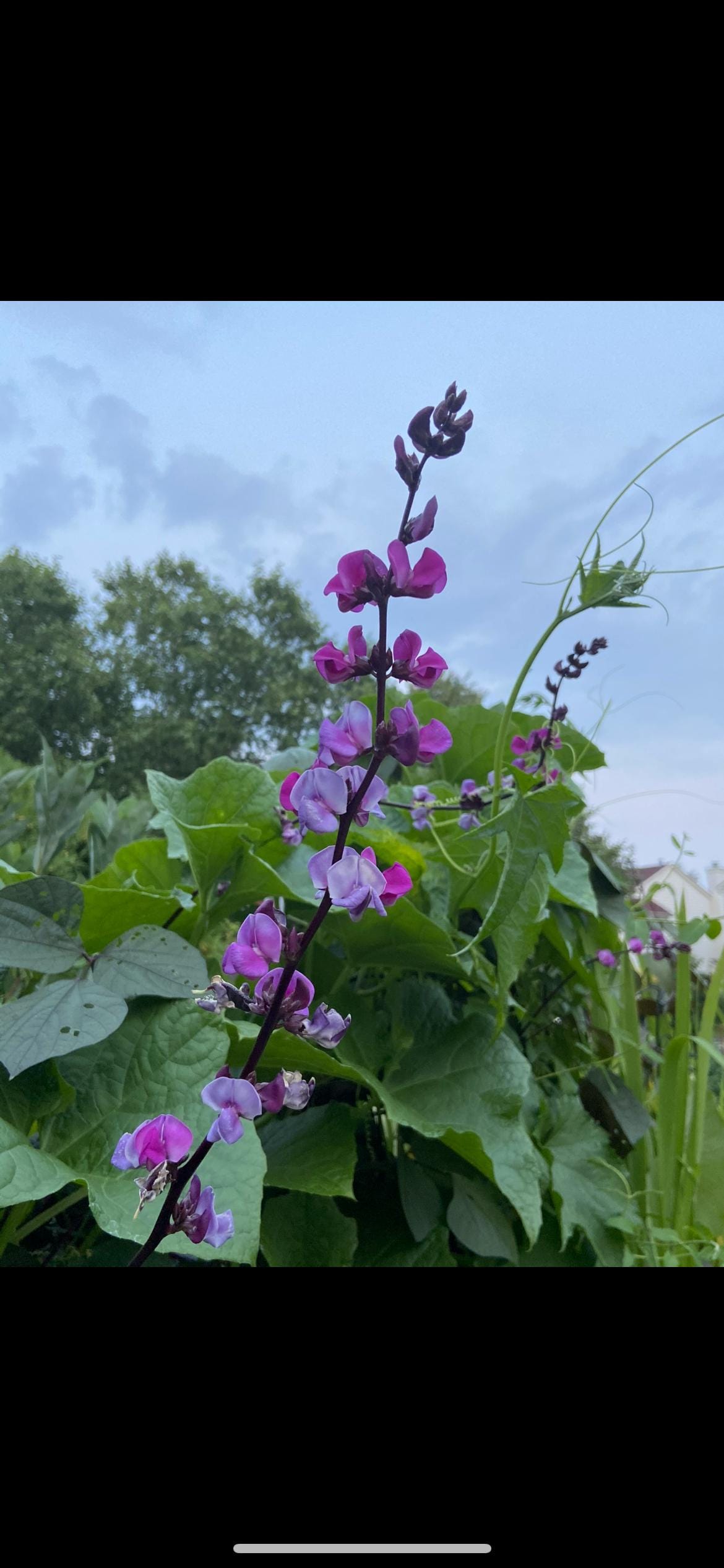 Certified Organic Purple Hyacinth Bean Seeds / 紫扁豆角种子; High-Yield, Climbing Vine with Purple Pods and Beautiful Ornamental Flowers, 12 seeds