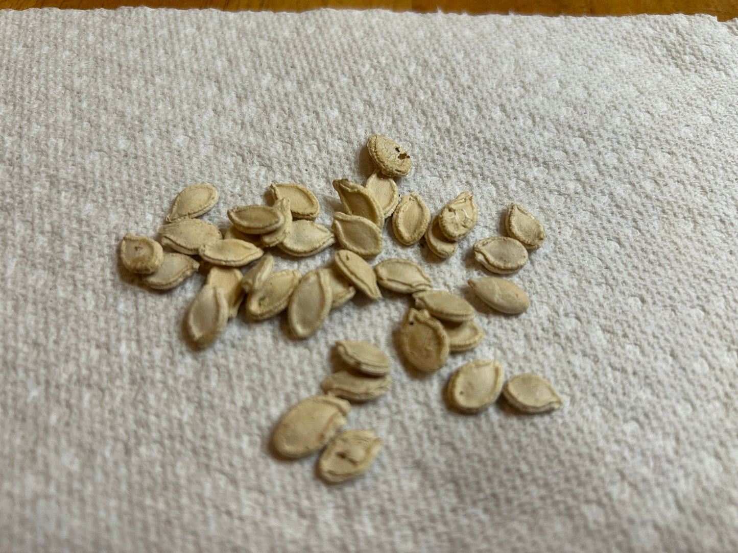 Black Skin Winter Melon Seeds -黑皮冬瓜种子- 30 Seeds per Order, High-Yield Variety with Sweet and Dense Flesh