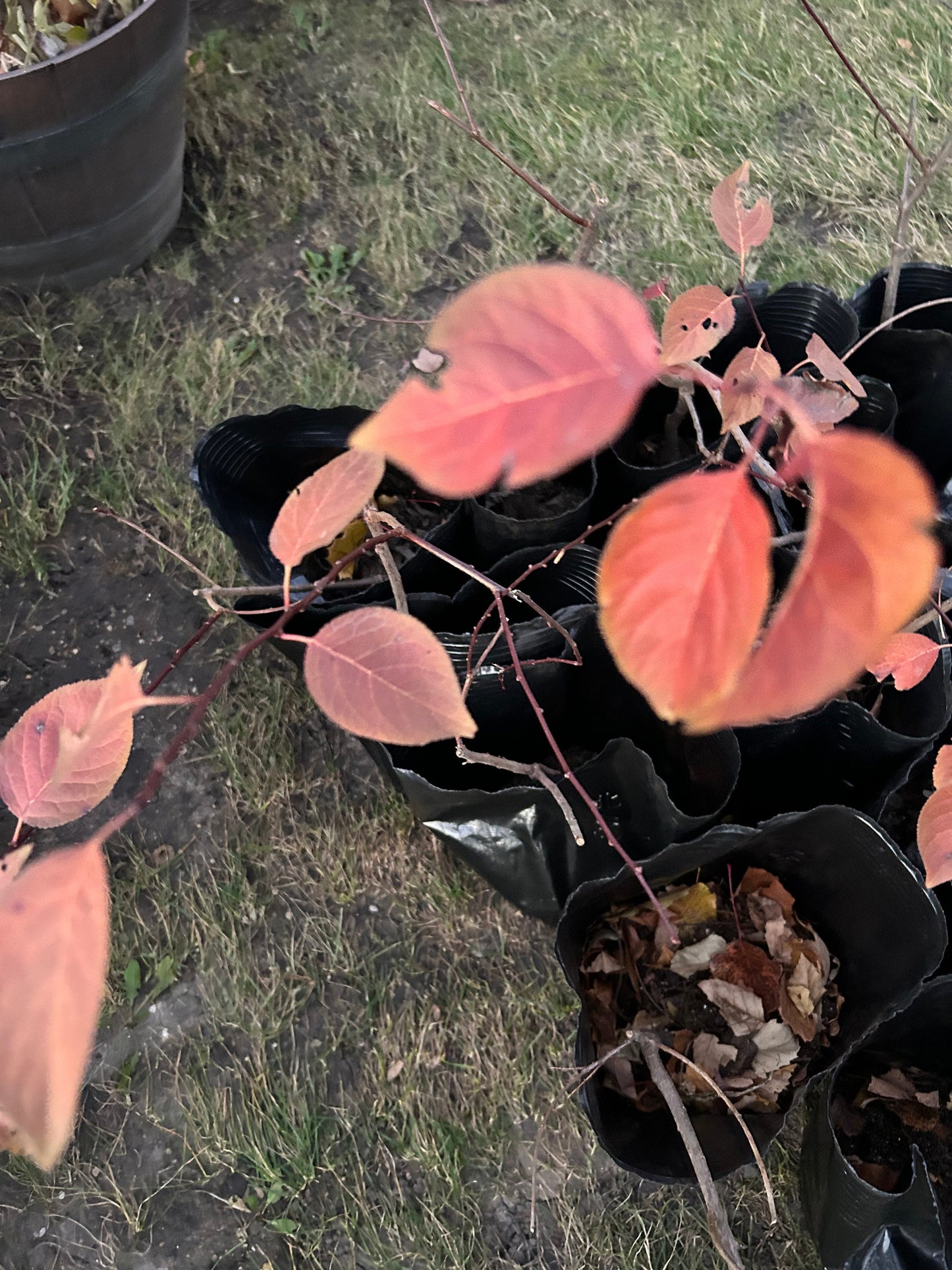 Graceful Beauty Plum Tree /美人梅-5 Gallon Size | Autumn Foliage, Shipped with Pruned Branches in Planting Bag | Living Plant