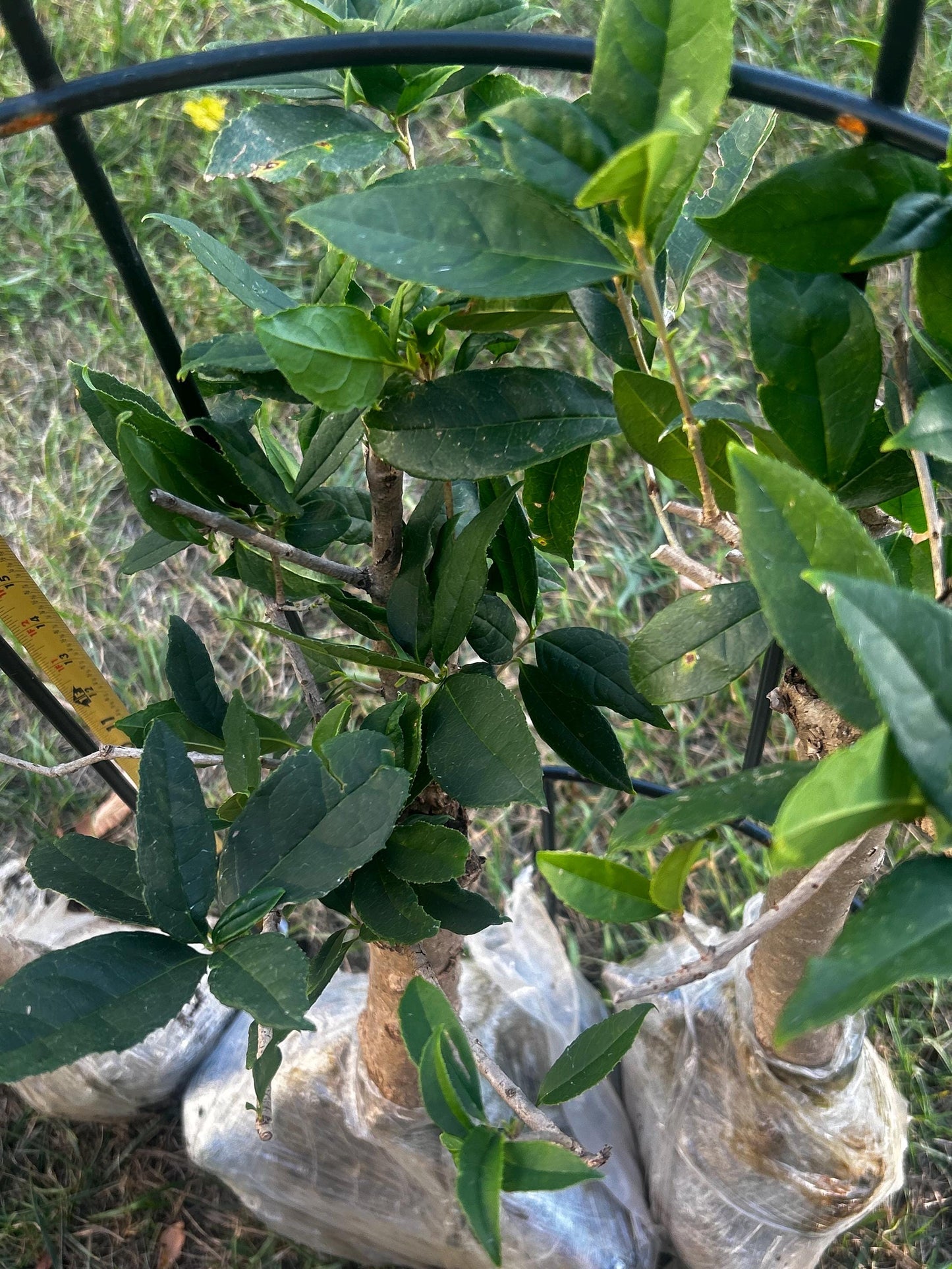 Jiu Zi Gui (九籽桂) - Fragrant Osmanthus - - Trunk Diameter3-4 cm, Height Nearly 2ft - Shipped with Minimal Soil for Adequate Moisture