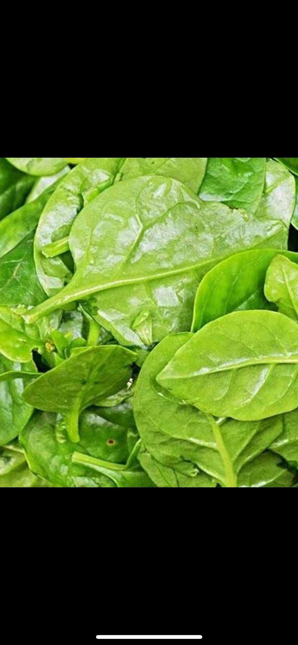 Large Leaf Chinese Malabar Spinach - 大叶木耳菜 - 80+ Seeds