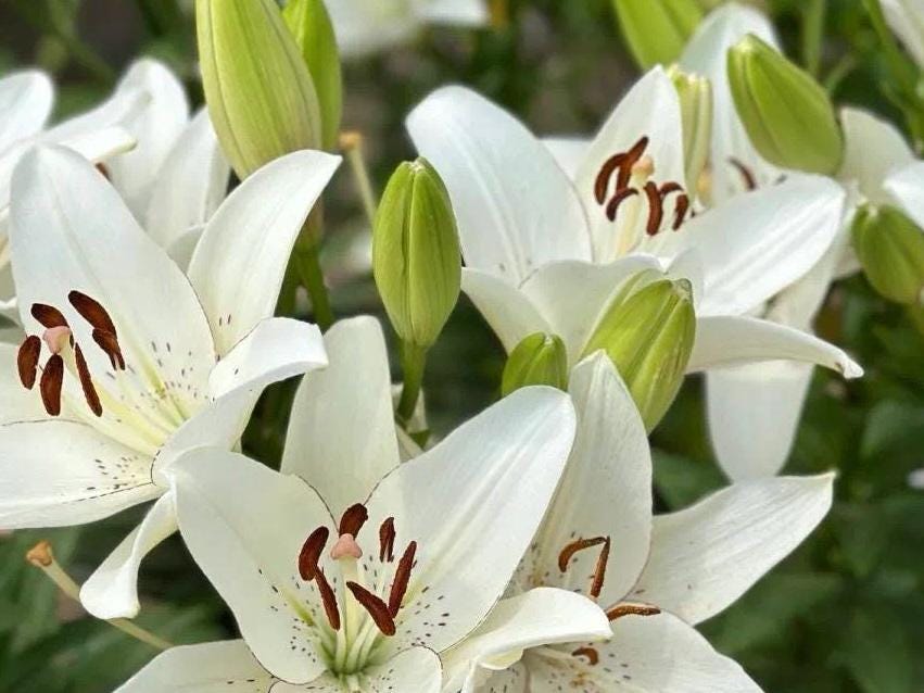 Eyeliner Asiatic Lily Bulb|眼线亚洲百合球茎 – Stunning White Flowers with Dark Edges – Perennial Garden Plant