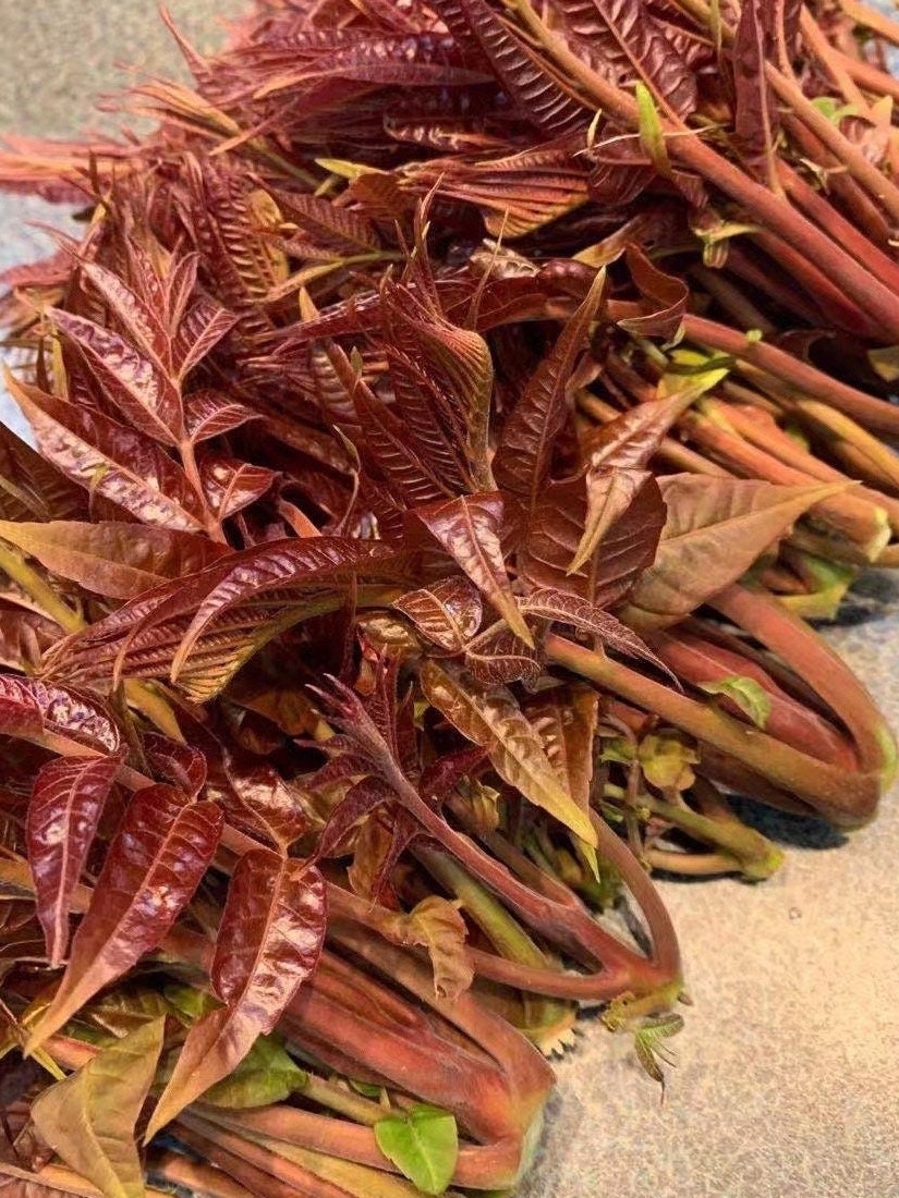 Hongyou Xiangchun -红油香椿-1 inch thick stem, bare root, trimmed if too long for shipping, developed root system, with planting bag