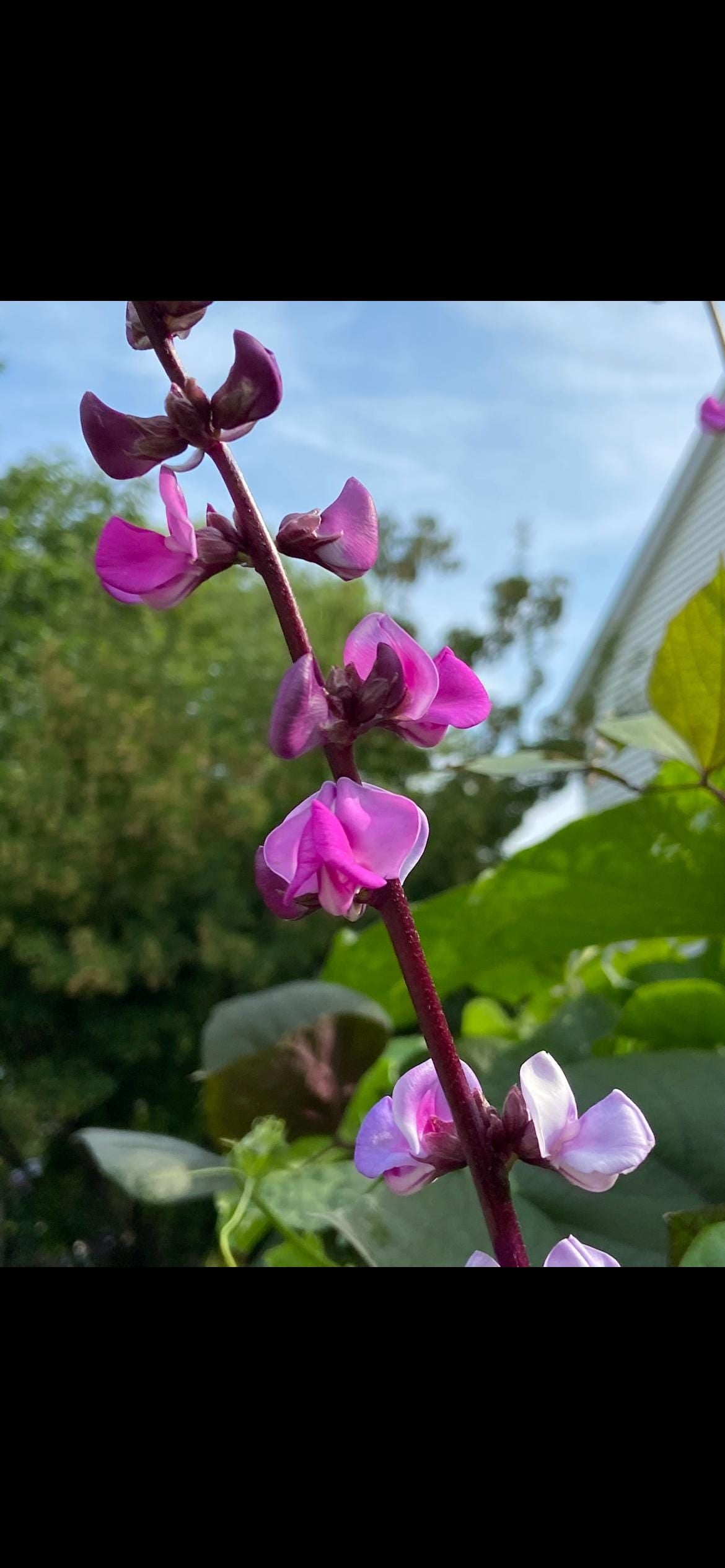 Certified Organic Purple Hyacinth Bean Seeds / 紫扁豆角种子; High-Yield, Climbing Vine with Purple Pods and Beautiful Ornamental Flowers, 12 seeds