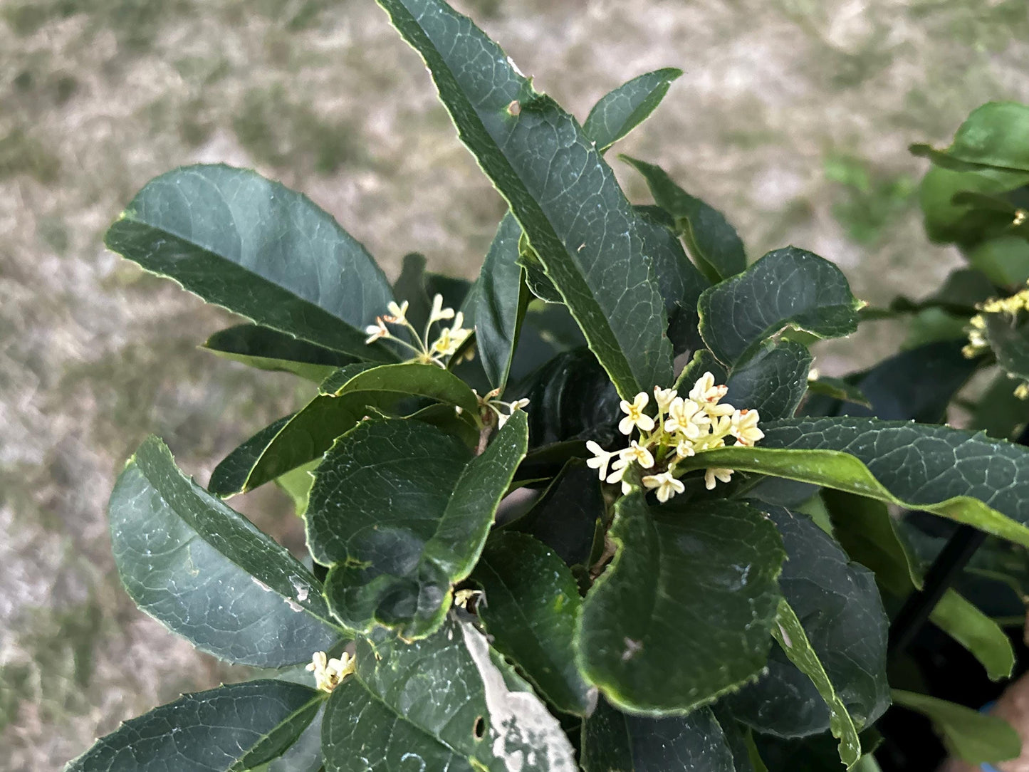 Fu Ding Zhu (佛顶株) - Fragrant Osmanthus - Trunk Diameter 3-4cm, Height Nearly 2ft - Shipped with Growing Bag