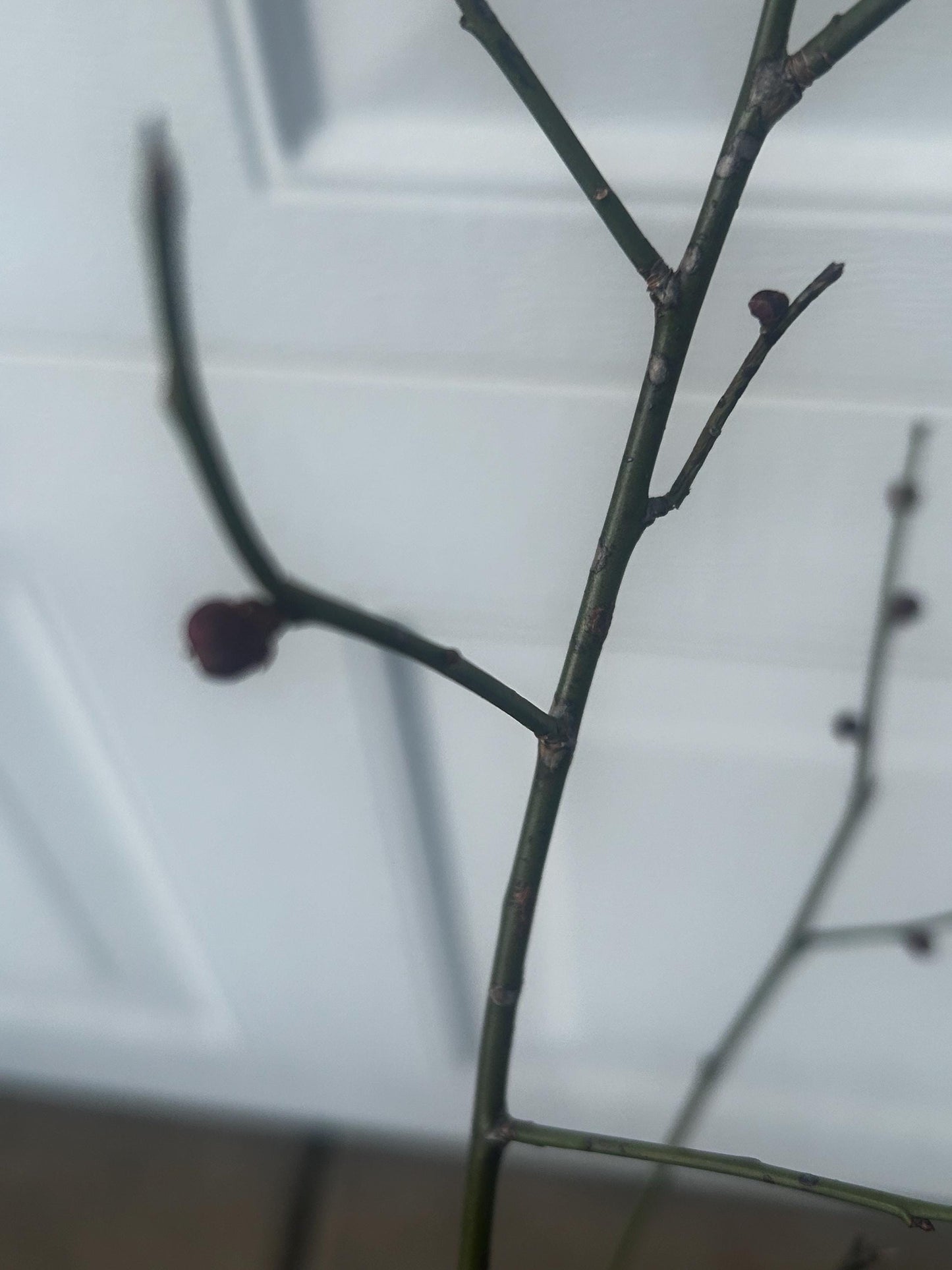 Kobai Flowering Plum Cutting / Red Plum Cutting – Flowering Ability Achieved, Recently Bloomed | Hardy, Fragrant, Ornamental Tree for Garden