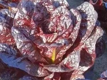 Butter Purple Peacock Lettuce Seeds/奶油紫孔雀生菜 – Hundreds of Seeds per Pack
