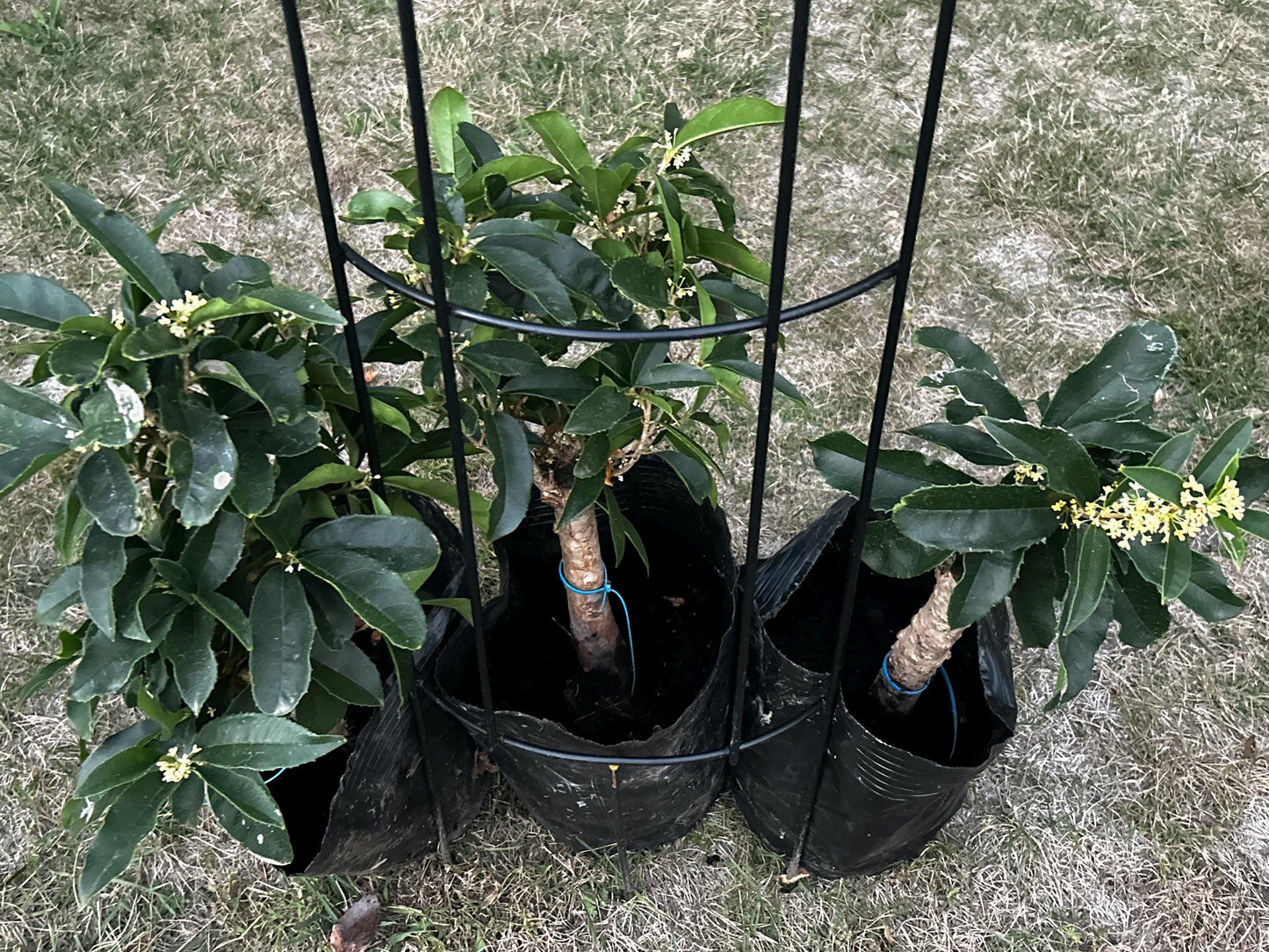 Fu Ding Zhu (佛顶株) - Fragrant Osmanthus - Trunk Diameter 3-4cm, Height Nearly 2ft - Shipped with Growing Bag