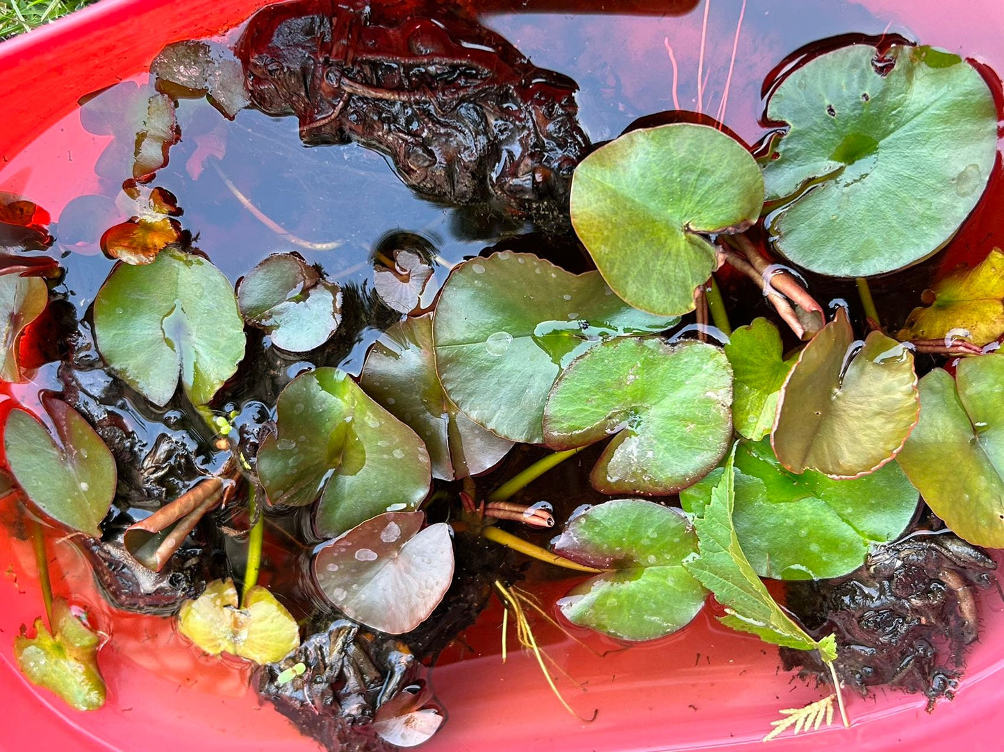 Fresh Water Lily,睡莲,living plant
