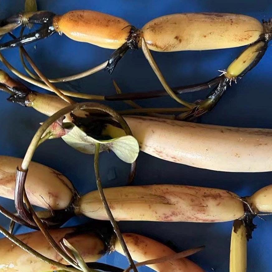 Homegrown Space 36 Lotus Root/太空莲 - Organic & High-Yield Variety!