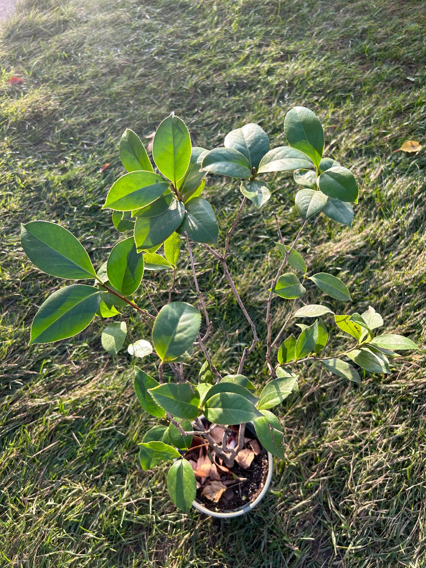 Hanging Thread Chang'e Color Camellia / “挂线嫦娥彩”山茶花-Lovely Red Thread Variety, 5-Gallon Potted Plant, Shipped with Pot, Live Plant in Pot
