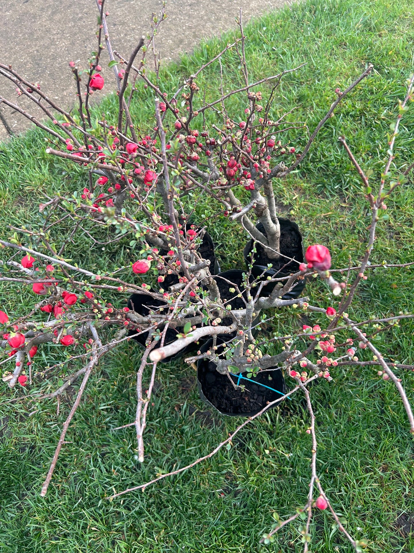 Longevity Crown Flowering Quince|长寿冠海棠 - Thick Stem 2.5 to 3 Inch - About 2ft Tall - Live Plant with Growing Bag - Bonsai Friendly