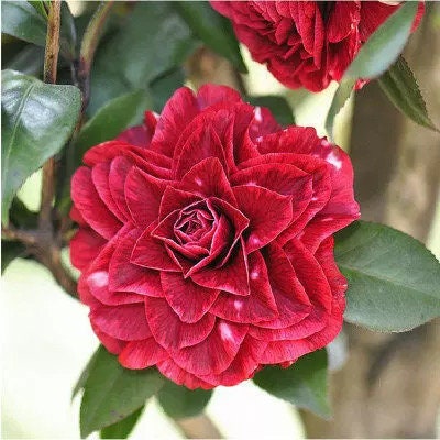 Zheng Xishi Camellia/正西施茶花, 5-Gallon size Potted Plant, Shipped with Pot, Live Plant in Pot