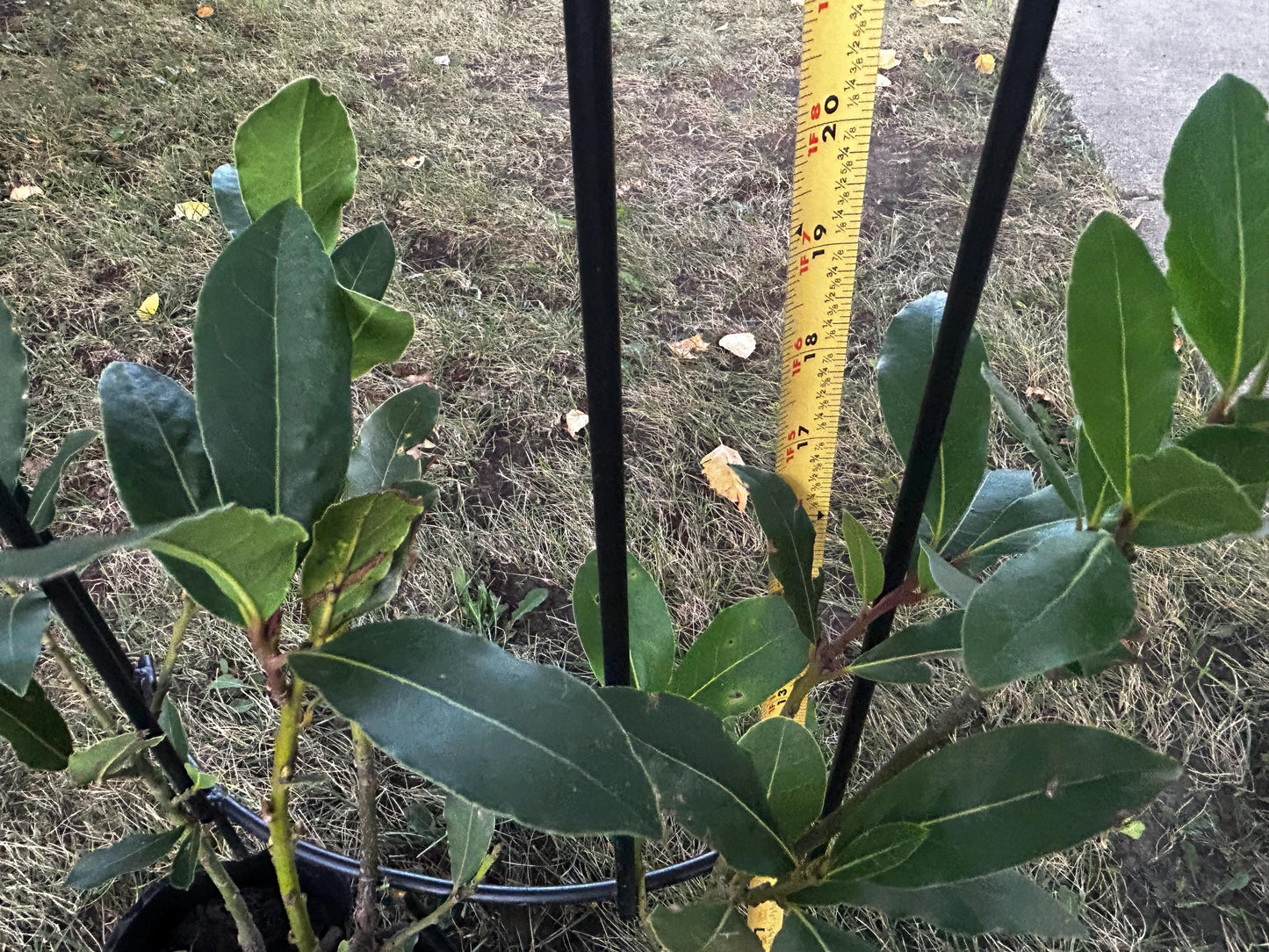Sweet Bay Laurel Tree Seedling/香叶月桂苗 - Approx. 1ft 7in Tall, Shipped in Grow Bag