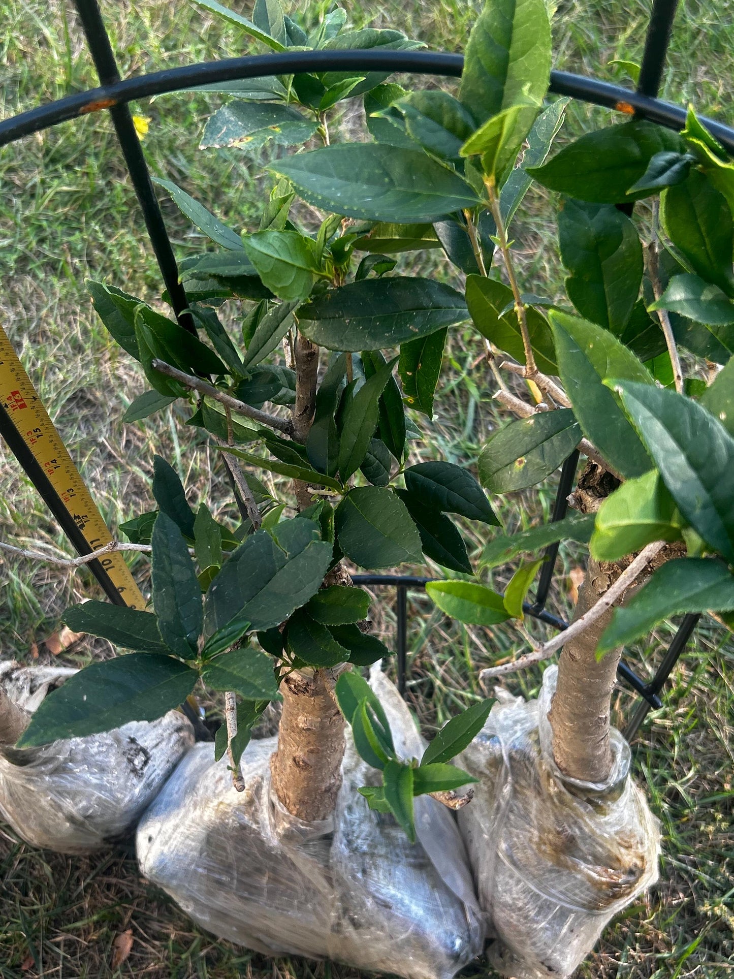 Jiu Zi Gui (九籽桂) - Fragrant Osmanthus - - Trunk Diameter3-4 cm, Height Nearly 2ft - Shipped with Minimal Soil for Adequate Moisture