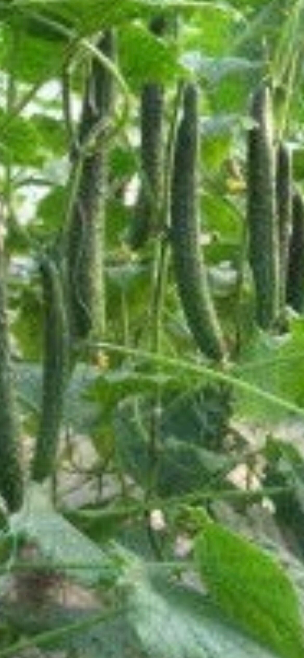 Jinyan Seven Cucumber Seeds - 津研七黄瓜-40 Seeds per Packet - Heat-Tolerant-High-Quality and Early Maturing Cucumber Variety