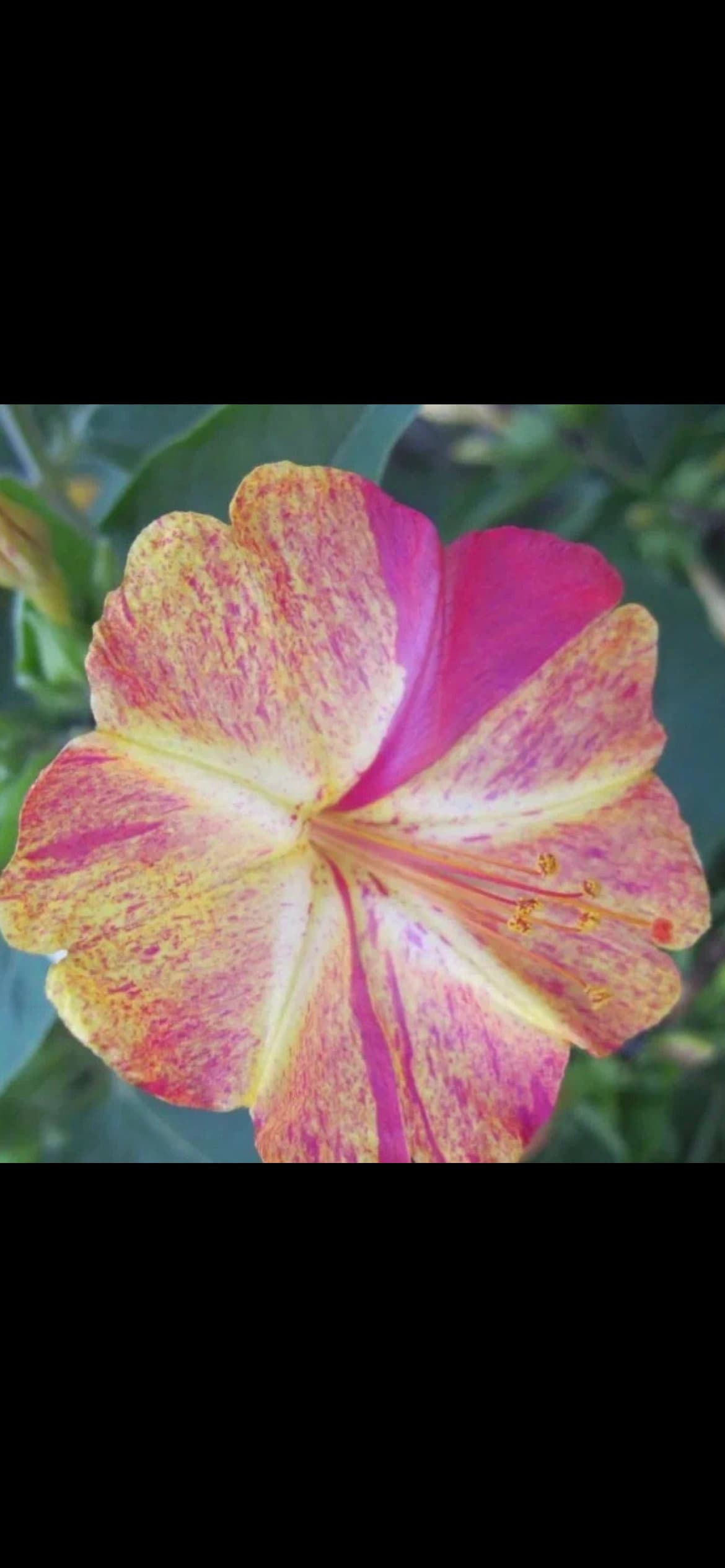 Striped Multicolored Purple Mallow Mix /紫苿莉彩条混色- 20 Seeds per Pack, Free Shipping