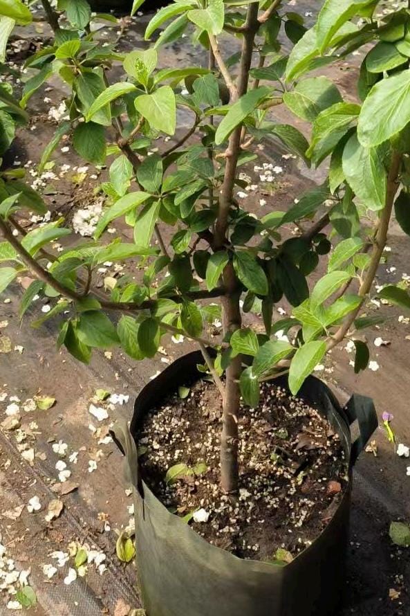 Chinese Snowball Viburnum Sapling /中华木绣球树苗– Approximately 2 Feet Tall, 1.5 cm Stem Diameter, Own Root, Ships with Growing Bag