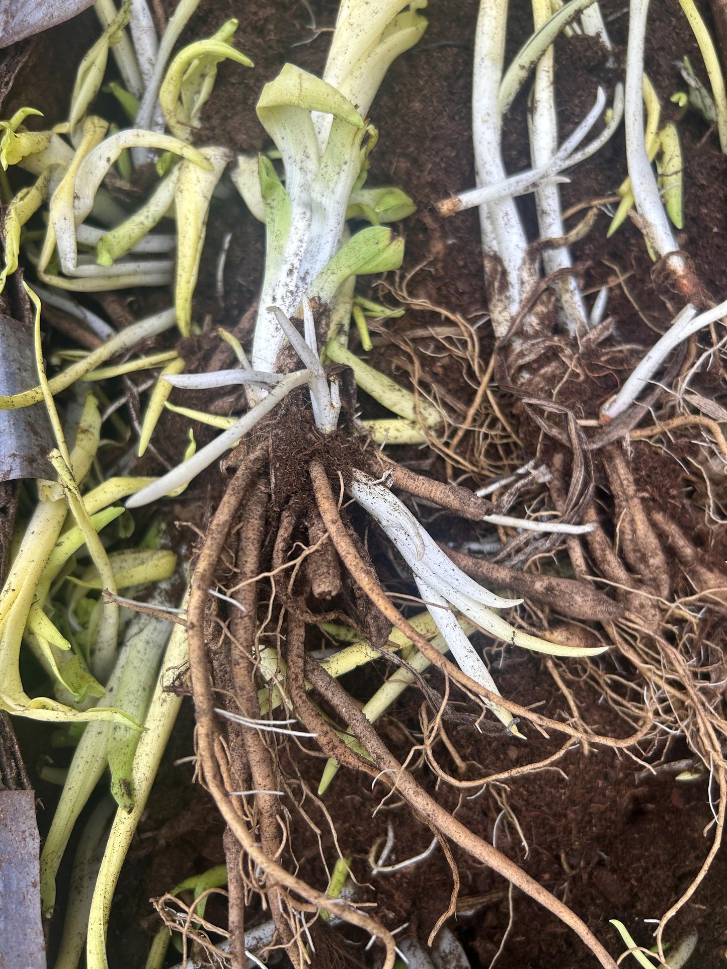 Chinese Daylily Roots Hemerocallis citrina | 中国黄花菜根茎 |Perennial | Fragrant Flower for Garden Planting