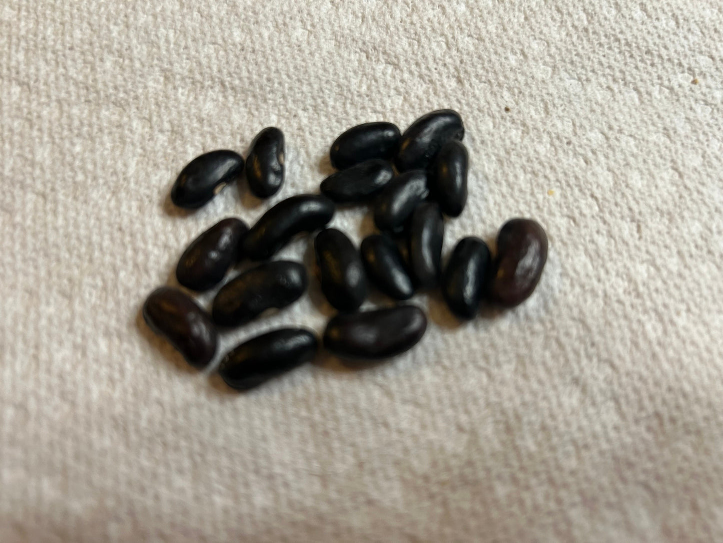 Autumn Purple Bean Seeds/秋紫豆角 - 18 Seeds per Order, High-Yield Variety with Exceptional Flavor and Vibrant Purple Pods