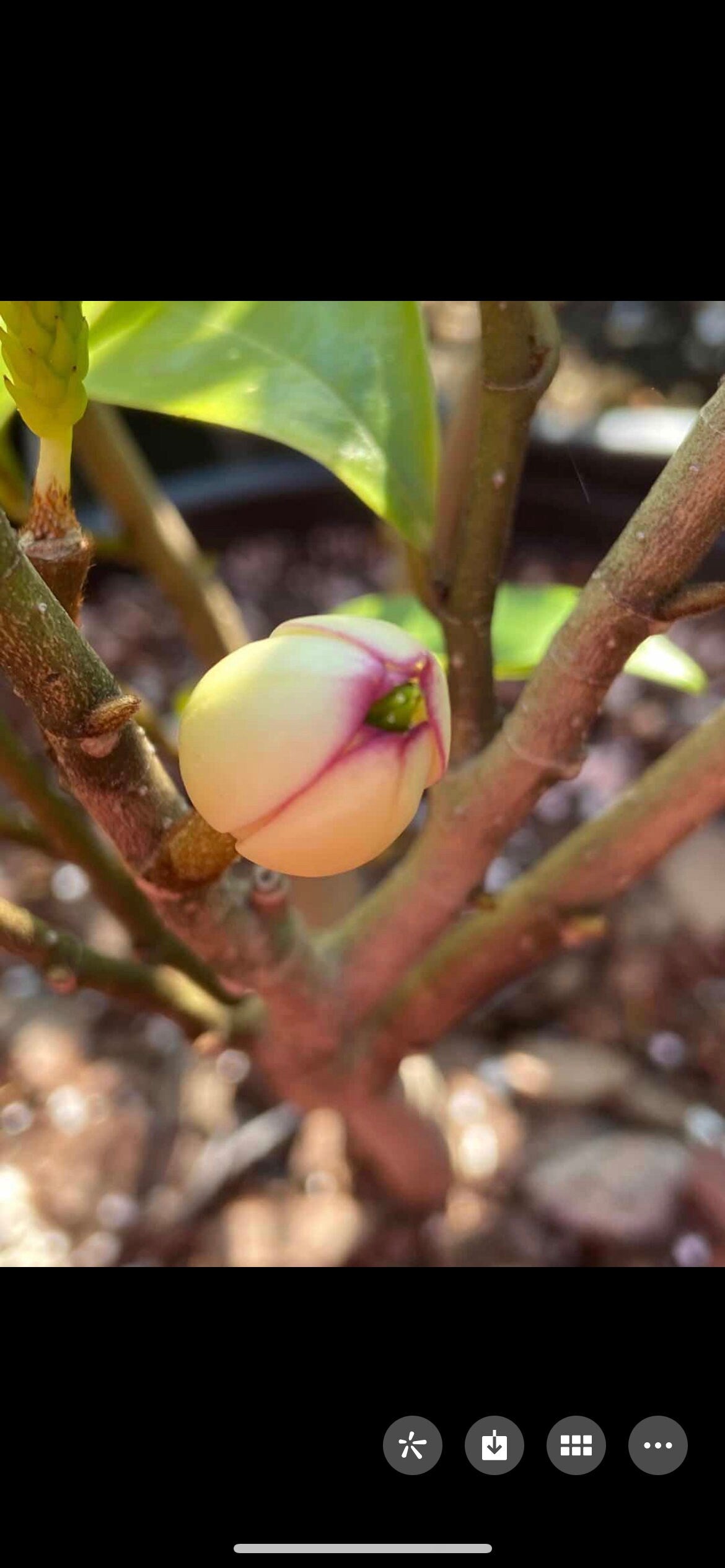Banana Shrub, Michelia figo, Port Wine Magnolia/含笑 - Approx. 1ft 11in Tall, Shipped in Grow Bag