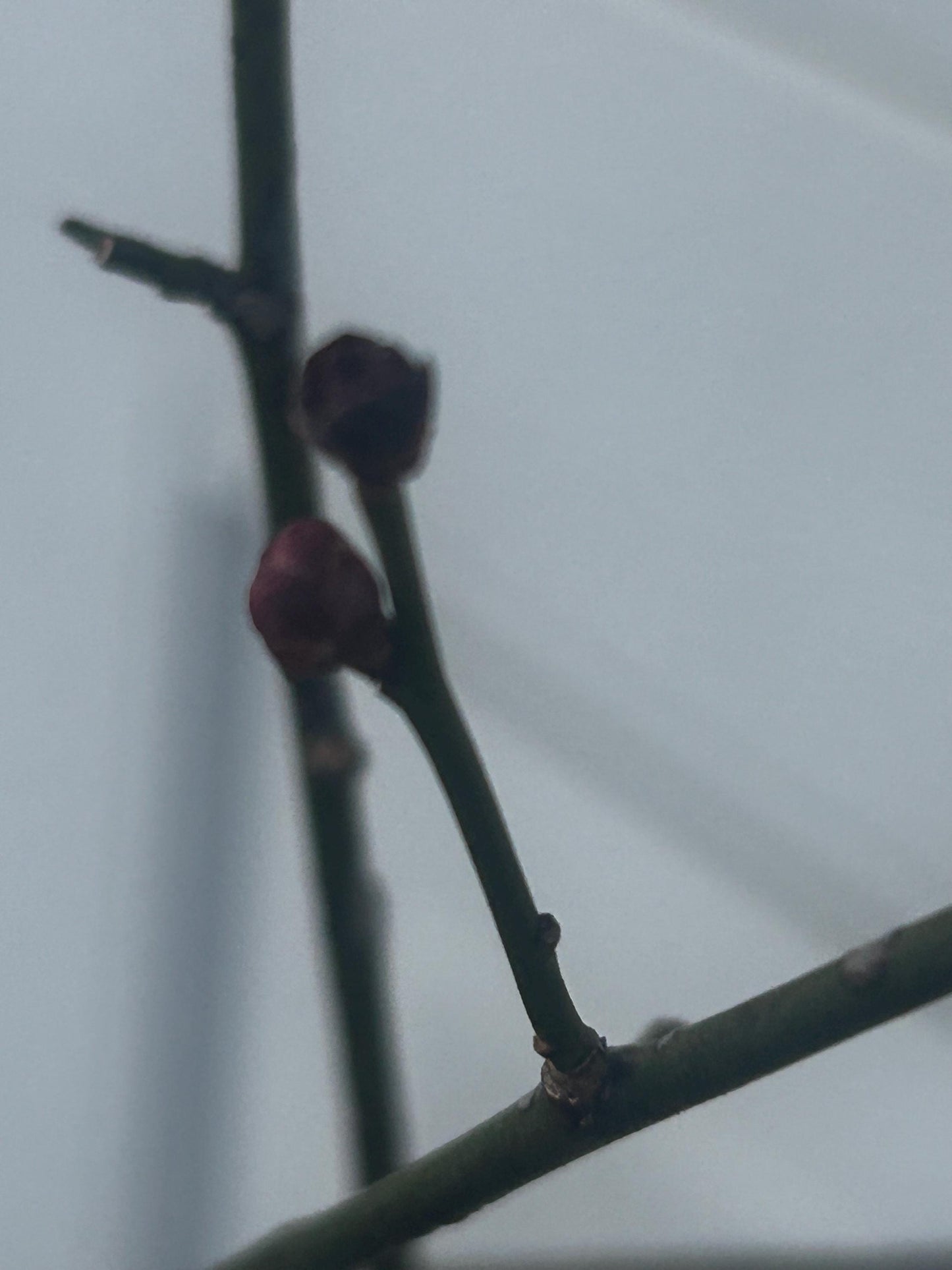 Kobai Flowering Plum Cutting / Red Plum Cutting – Flowering Ability Achieved, Recently Bloomed | Hardy, Fragrant, Ornamental Tree for Garden