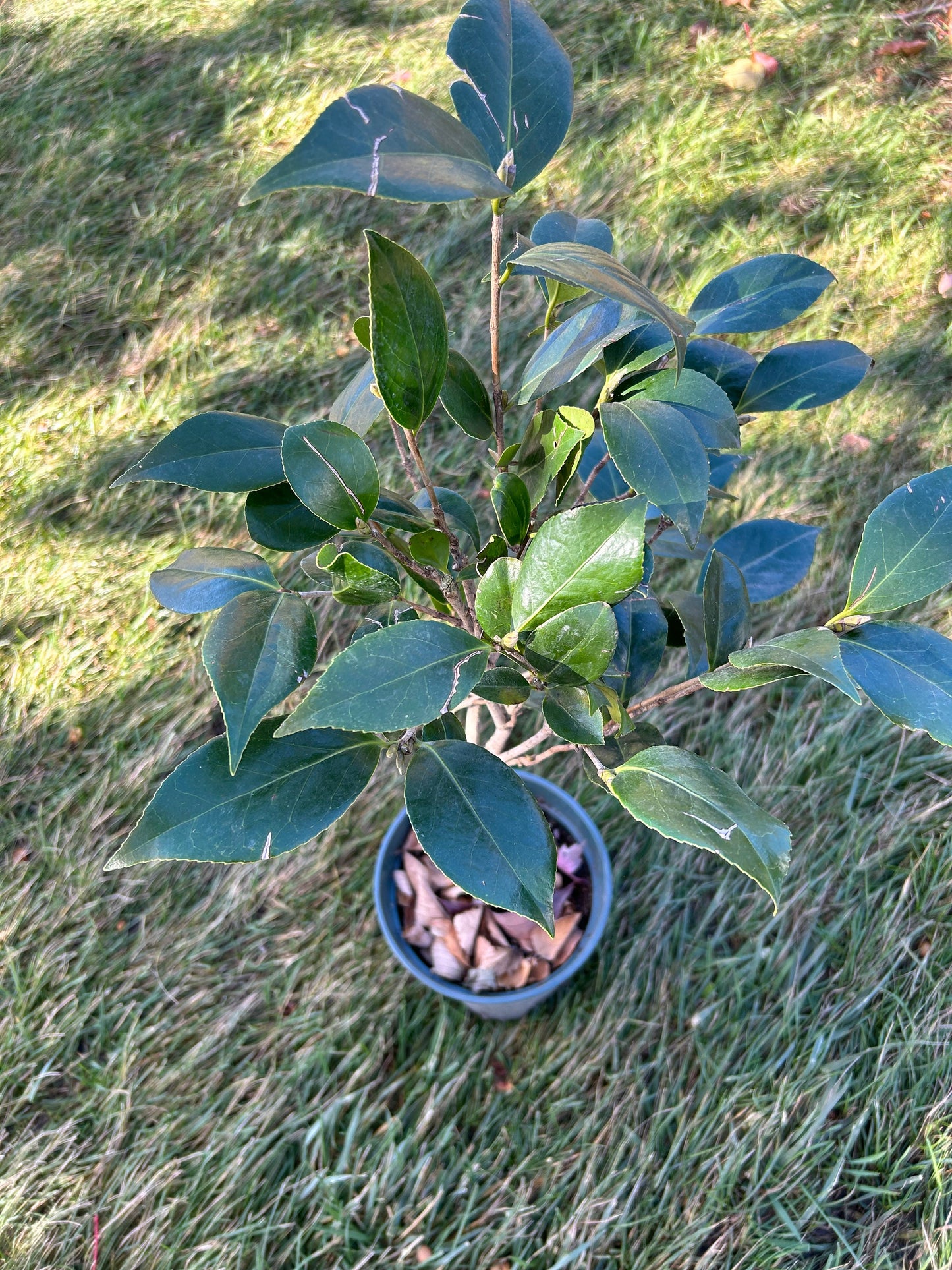 Living Plant: Yulinglong Camellia / 玉铃珑茶花 - in 5-Gallon Size