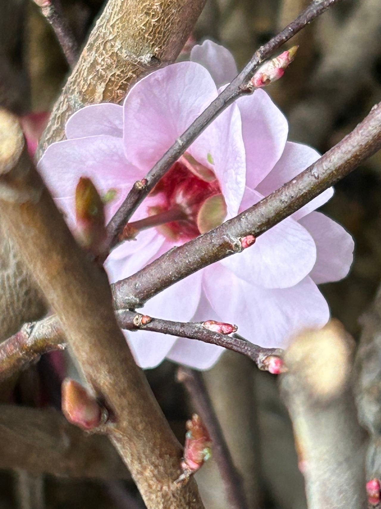 Graceful Beauty Plum Tree /美人梅-5 Gallon Size | Autumn Foliage, Shipped with Pruned Branches in Planting Bag | Living Plant
