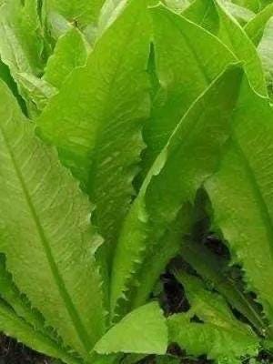 Hundreds of Stem Lettuce Seeds (Lactuca sativa var. angustana)/油麦菜 – Fast-Growing, Easy to Grow, Fresh Green Leaves