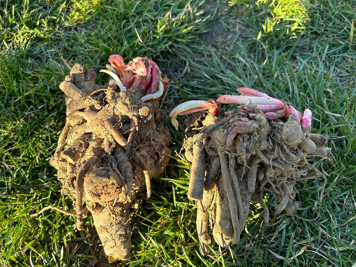 Curly Leaf Red Peony-卷叶红芍药- Robust Roots, Abundant Shoots, Distinctive Thousand-Layer Blooms with Curled Leave