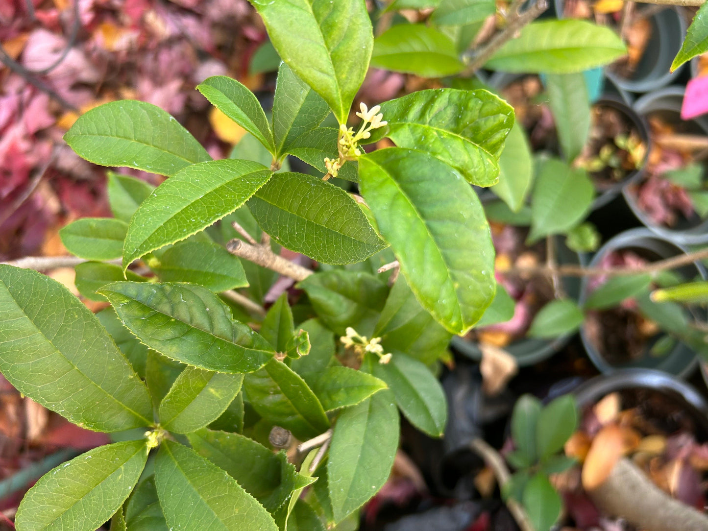 Osmanthus Fragrans,tian Xiang tai ge,天香台阁桂花,2gal, living plant